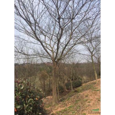 樱花1行情报价\樱花1图片展示