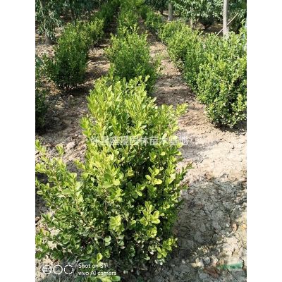 樱花/樱花价格/樱花基地/樱花批发/