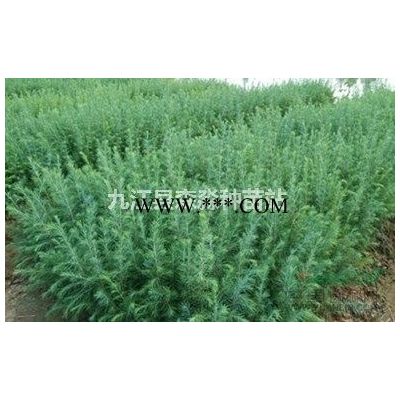 12公分樱花树  樱花 樱花树樱花苗