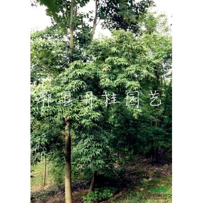 大量供应15-20公分樱花  四川樱花