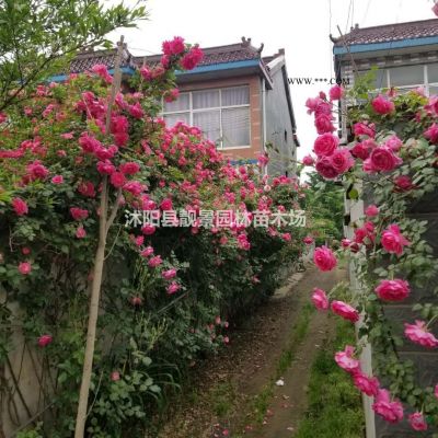 8公分银杏树多少钱，10公分银杏多少钱，银杏哪里便宜？