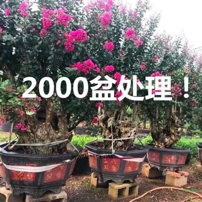 20公分、30公分、40公分、50公分紫薇古桩价格