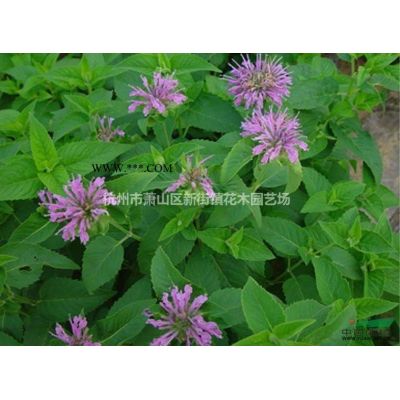 供应各规格银杏