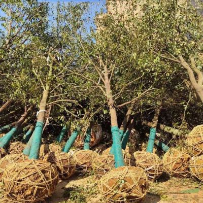 湖南哪里有杜英树 杜英树上车价格是多少