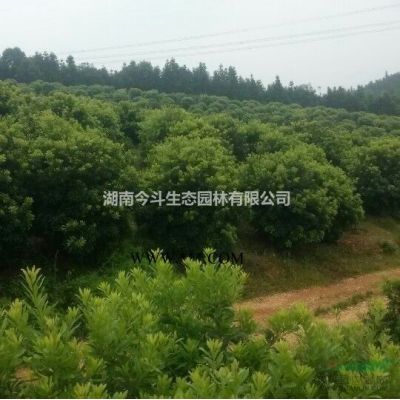 等基地有很多精品紫薇，如果需要采购精品紫薇的也可以到本苗圃