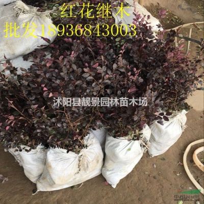 2公分 3公分 4公分 5公分 6公分粗红花紫薇产地报价