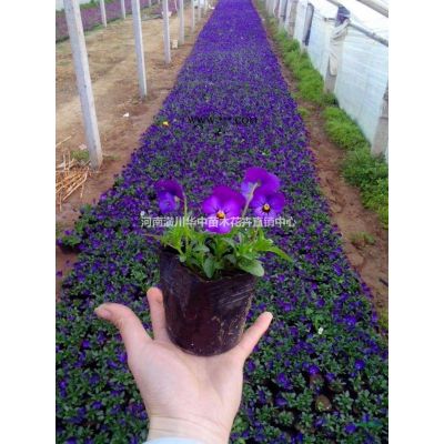 大量低价供应栾树、紫荆、紫薇、银杏、广玉兰、法桐