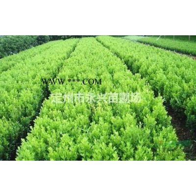 紫薇价格，紫薇苗木基地