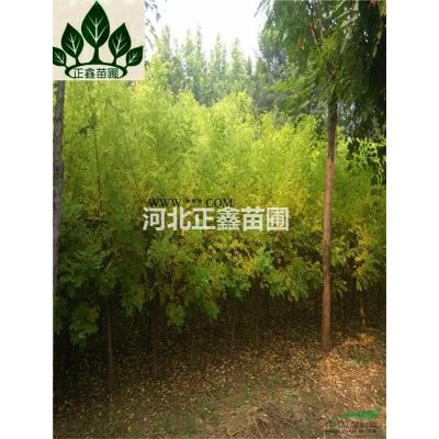 河北银杏树起苗*新报价/银杏树起苗图片