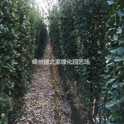 三季红红枫d1-8公分，树形优美土球好