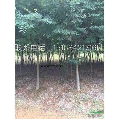 苗圃直销 低价直供 三季红红枫4-6公分