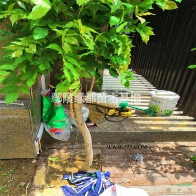 丛生百日红批发 丛生紫薇价格 丛生百日种植基地