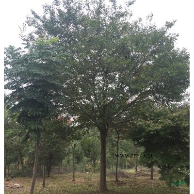 浙江长兴供应各规格马褂木 马褂木图片