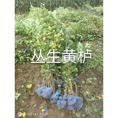河北紫薇，紫薇价格，丛生紫薇，大颗紫薇，