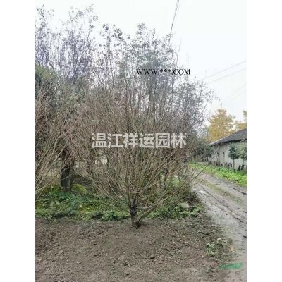 处理4-8cm大红紫薇
