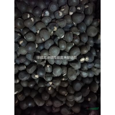 二年五角枫苗基地直发，嫁接红枫用五角枫苗成活率高