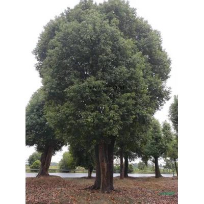 红枫价格，安徽大量批发各种规格红枫，精品红枫出售，采购红枫可