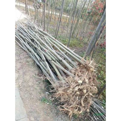 江西供应个规格马褂木，马褂木报价