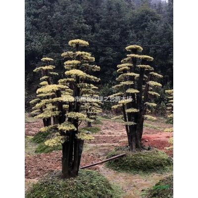 天鹅绒紫薇  美国玫红紫薇 丛生紫薇