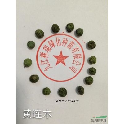 九江祥瑞绿化供应优质马褂木苗