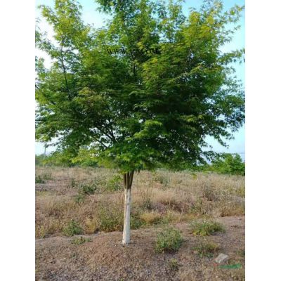 合肥丛生紫薇基地实拍 批发多杆紫薇 优质丛生紫薇价格哪里便宜