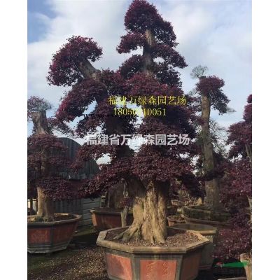 福建紫薇树桩批发 专业种植紫薇桩景 矮紫薇高杆紫薇规格*