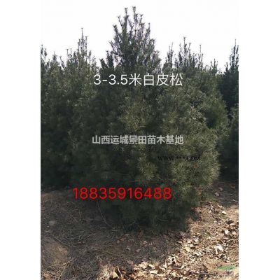 红叶李树苗哪里有卖的？5-8公分红叶李苗基地价格多少钱一棵图2