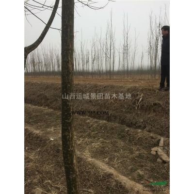 红叶李树苗哪里有卖的？5-8公分红叶李苗基地价格多少钱一棵图3