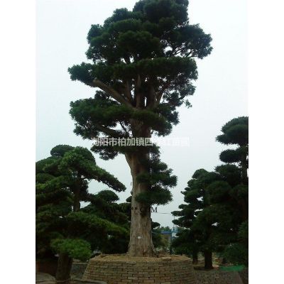 湖南绿化苗木花木红枫