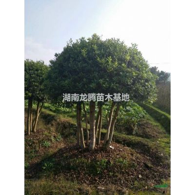 湖南专供红叶石楠 红花桎木 红叶李 法国冬青