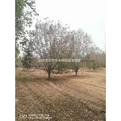 山东[产品]/山东紫叶李价格 济宁紫叶李  可供*紫叶李 山东红叶李价格/报价