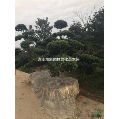 湖南造型罗汉松，造型红继木桩，造型榆树，造型女贞，紫薇价格
