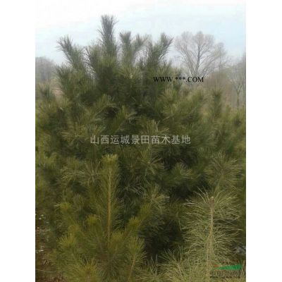 胸径8公分栾树价格·胸径10公分栾树图片8-10公分栾树详情图2