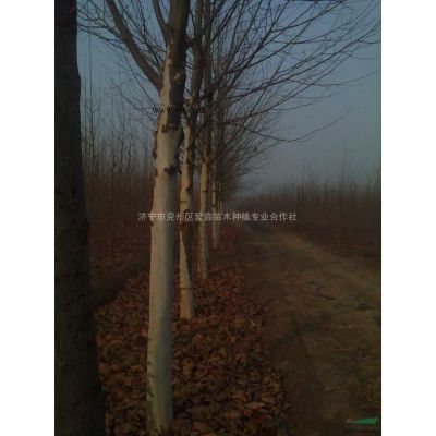 山东济宁北栾供应销售，大规格北栾树苗