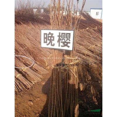 供应栾树2-15公分，法桐2-20公分，合欢2-13公分 绿化行道树