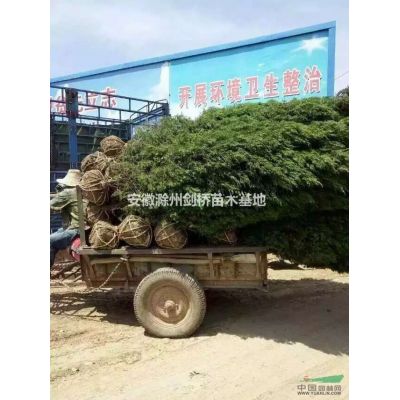 栾树 栾树基地 栾树价格 栾树供应 安徽栾树