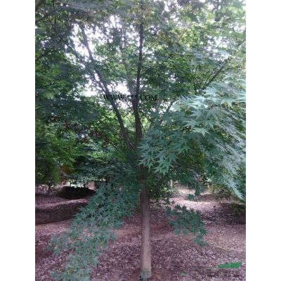 江苏栾树 栾树基地批发/供应