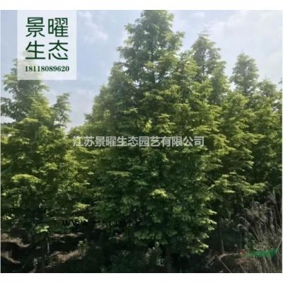 雪松的产地在哪里/哪里便宜/江苏景曜生态基地直销批发价格图片