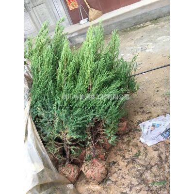 河南绿化种植北栾树价格180元北栾树苗售价更新