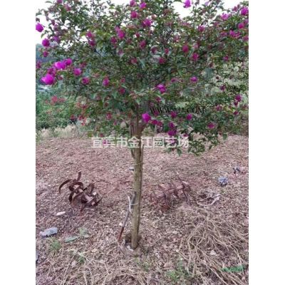 宜宾出售栾树6-7公分上价28元1株