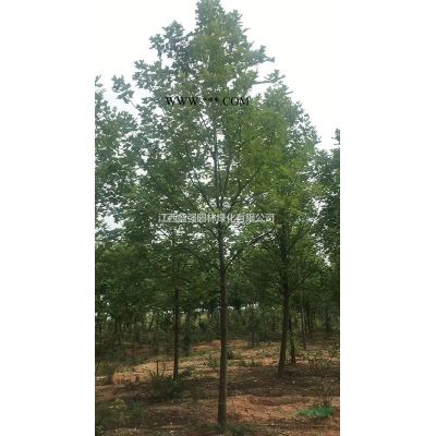 江西无患子小苗价格，栾树小苗价格
