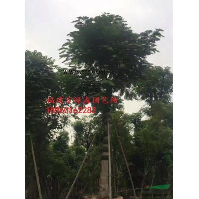 福建红叶李3-10公分批发 漳州红叶李袋苗的价格