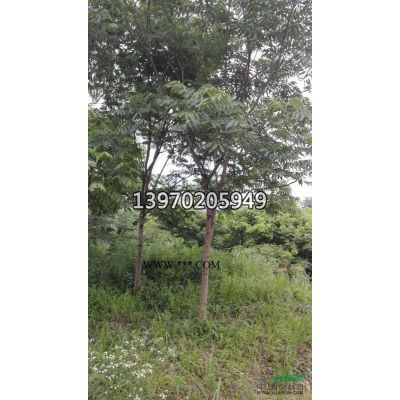 九江大小规格黄山栾树专供  市场黄山栾树价格