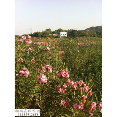 高1.2米栾树  湖南栾树