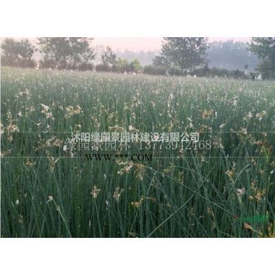 江苏红榉价格批发/米径5—15公分红榉价格供应/榉树行情