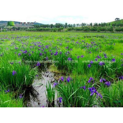 红榉树价格_红榉树图片_红榉树产地_红榉树绿化苗木苗圃基地
