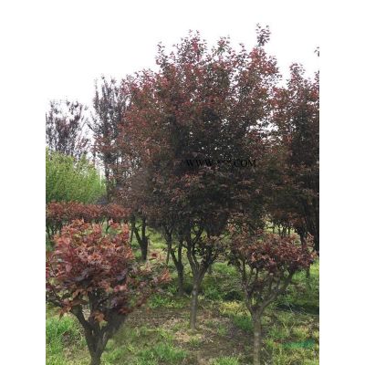 浙江无患子价格、无患子图片、10-18公分精品无患子