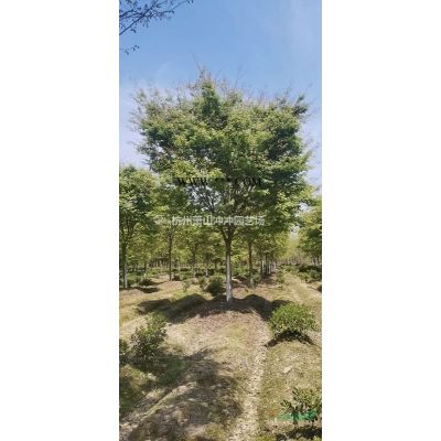 精品榉树  各个规格