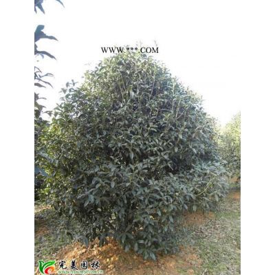 供应泡桐_无患子_重阳木苗木