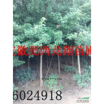 供应国槐、红叶李、无患子、榔榆、朴树